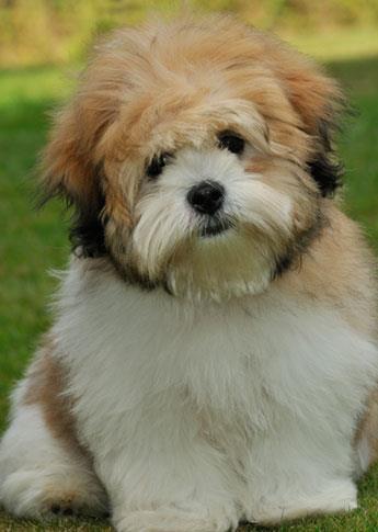 tiara teddy bear dog