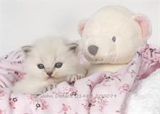 tiara teddy bear kittens