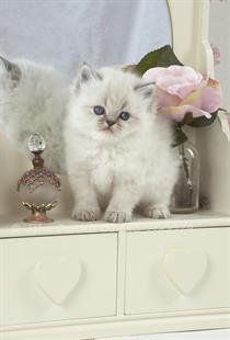 tiara teddy bear kittens